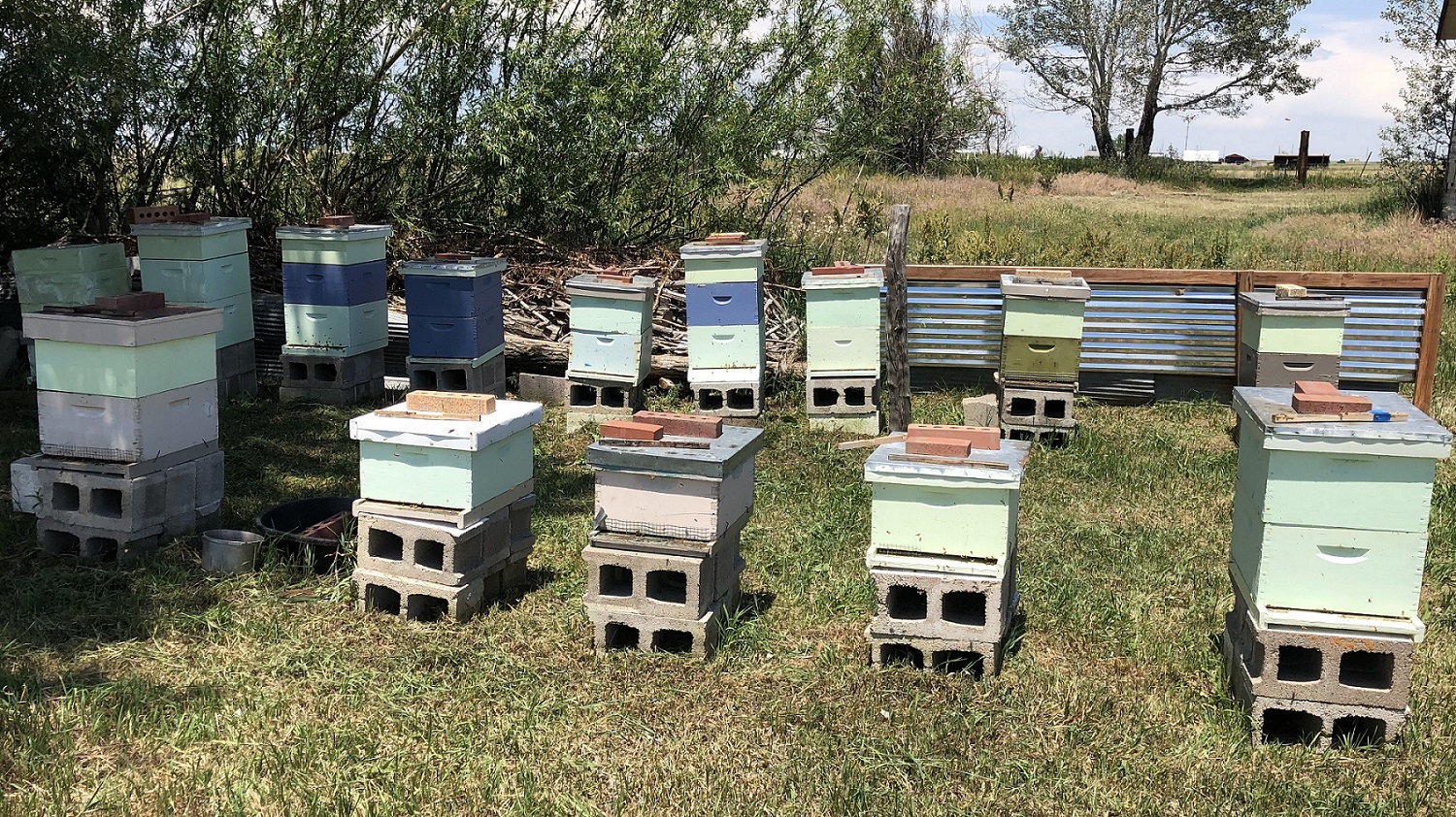 Our Hives